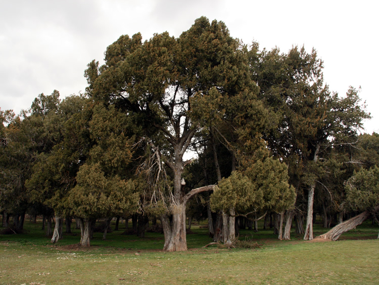 Sabinar de Calatañazor